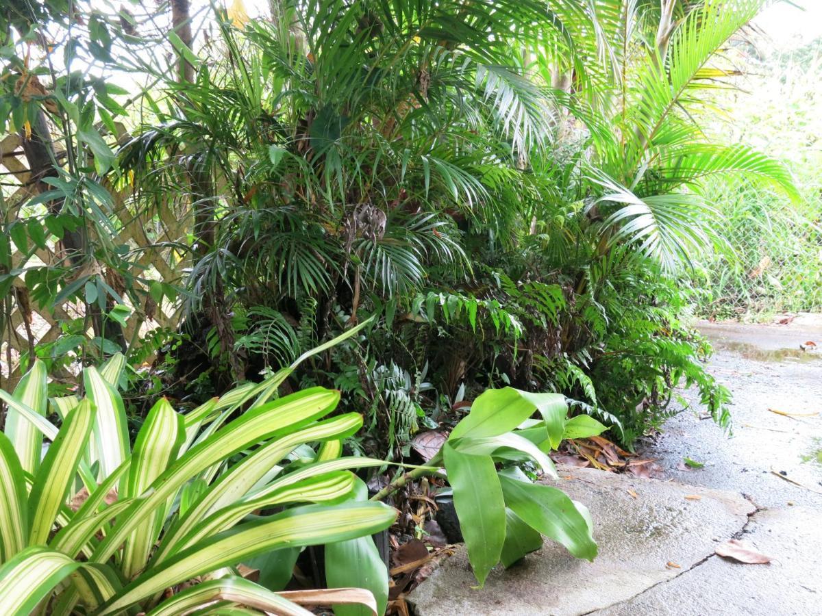 Pahoa Village Hostel Ngoại thất bức ảnh